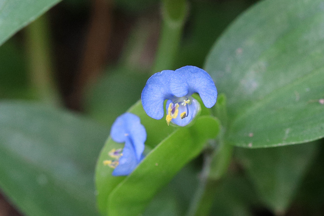 Commelina diffusa