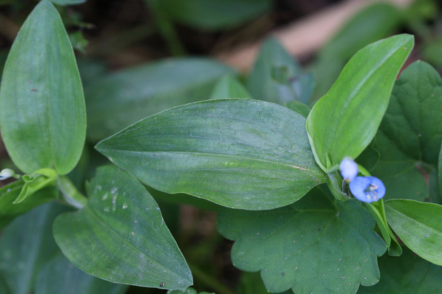 Commelina diffusa - leaves