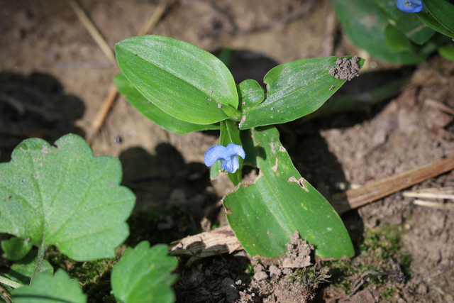 Commelina diffusa - plant