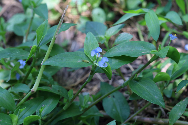 Commelina diffusa - plants