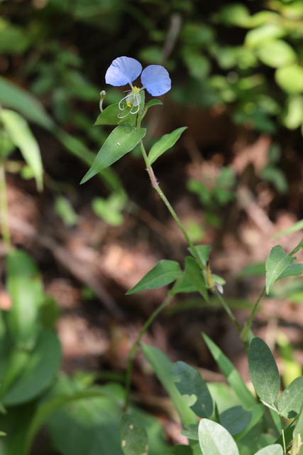 Commelina erecta - plant