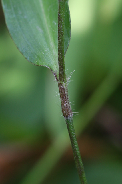 Commelina erecta - stem