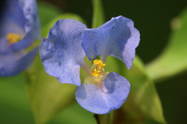 Commelina virginica