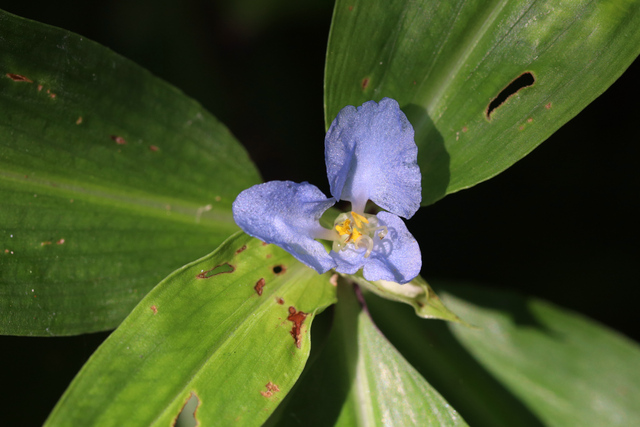 Commelina virginica