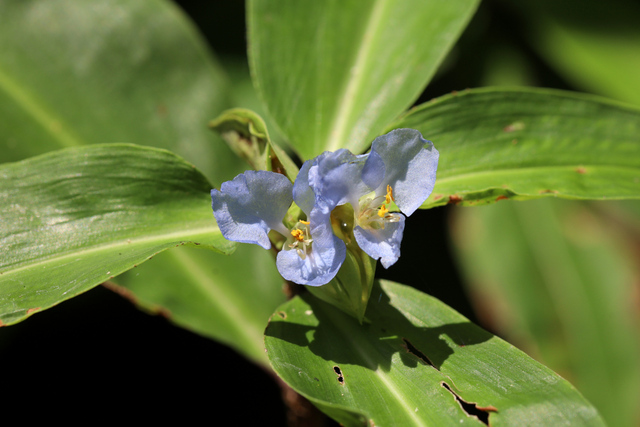 Commelina virginica