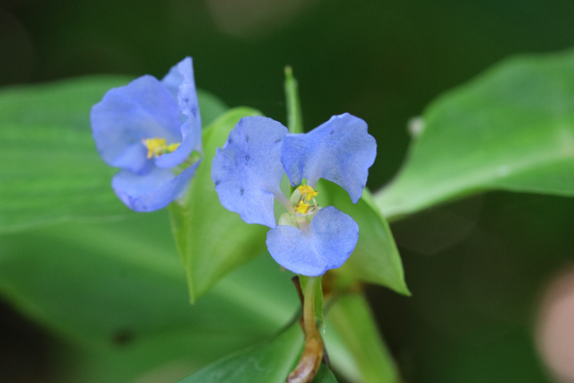 Commelina virginica