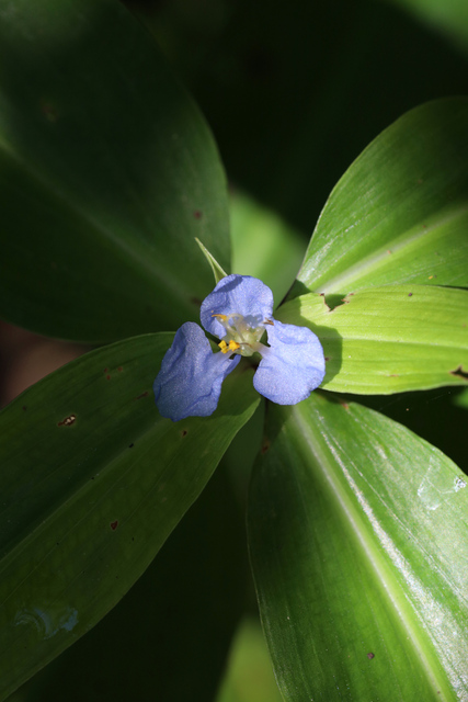 Commelina virginica