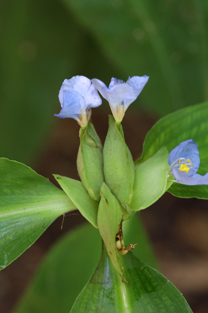 Commelina virginica