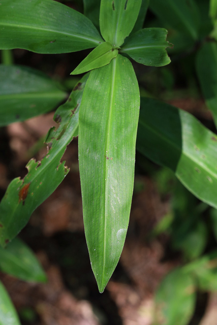 Commelina virginica - leaves