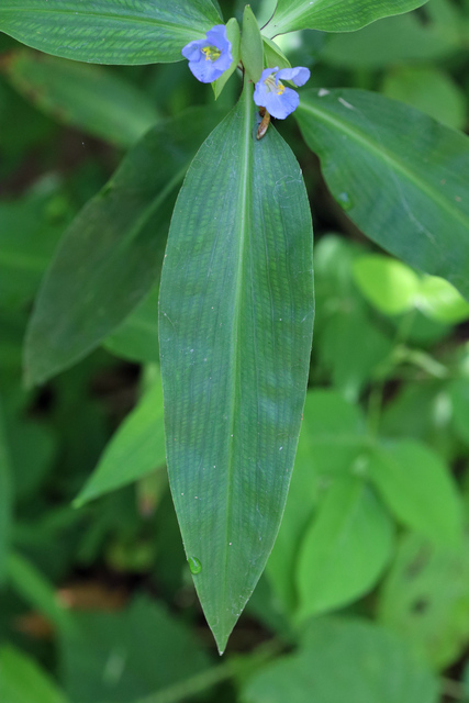 Commelina virginica - leaves