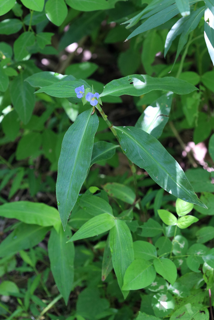 Commelina virginica - plant