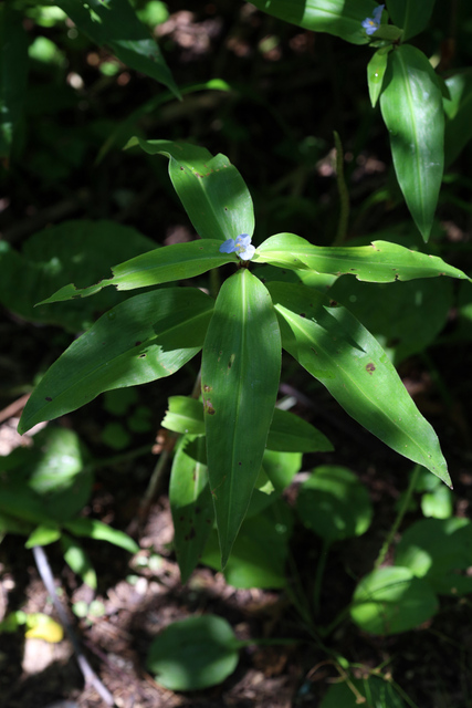 Commelina virginica - plant