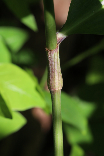 Commelina virginica - stem