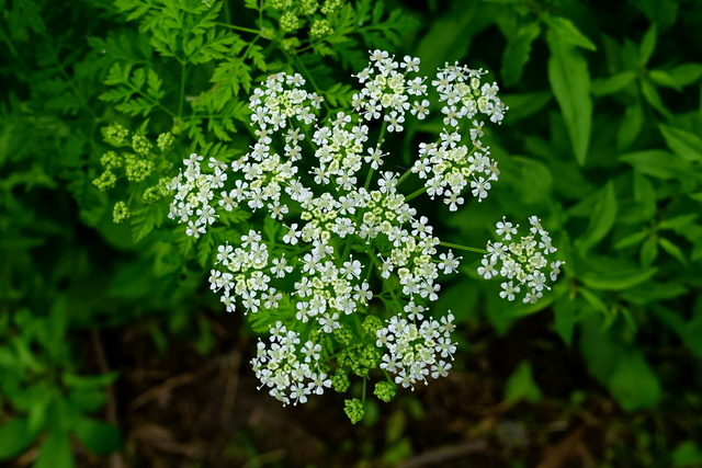 Conium maculatum