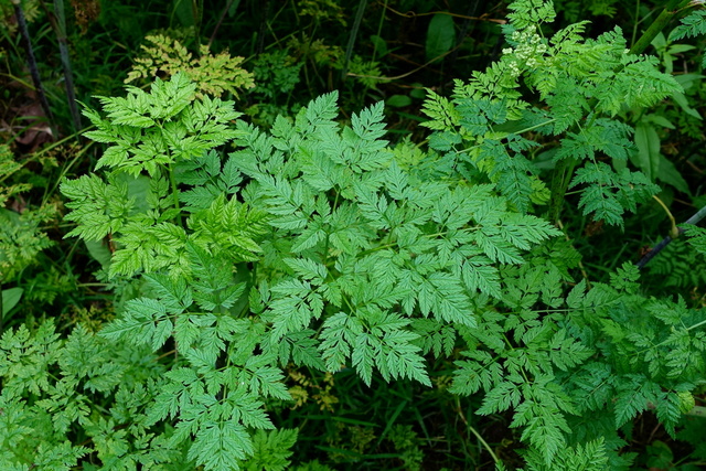 Conium maculatum - leaves