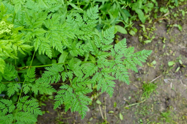 Conium maculatum - leaves