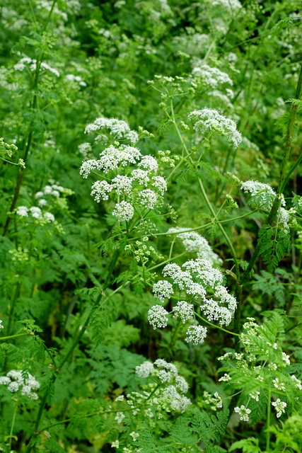 Conium maculatum - plants