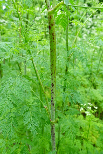 Conium maculatum - stem