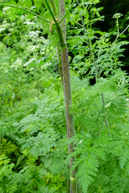 Conium maculatum - stem