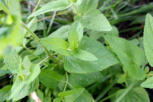 Conoclinium coelestinum - leaves