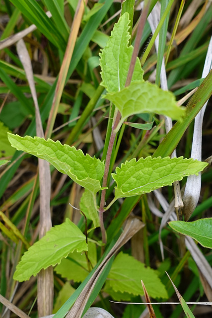 Conoclinium coelestinum - leaves