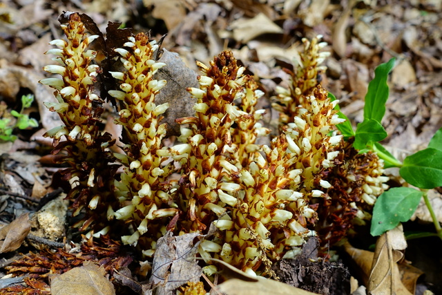 Conopholis americana