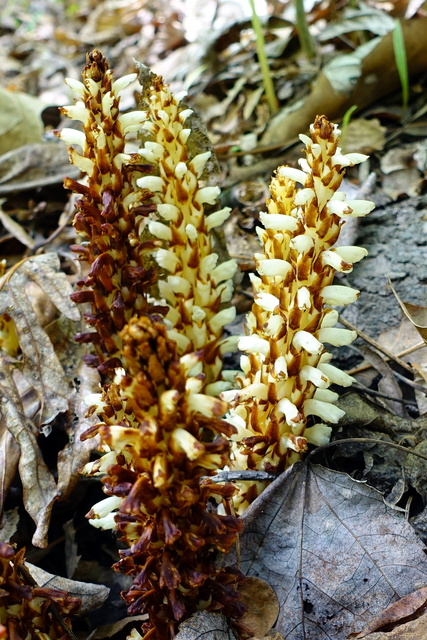 Conopholis americana