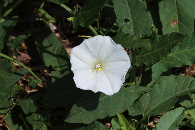 Convolvulus arvensis