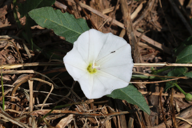 Convolvulus arvensis