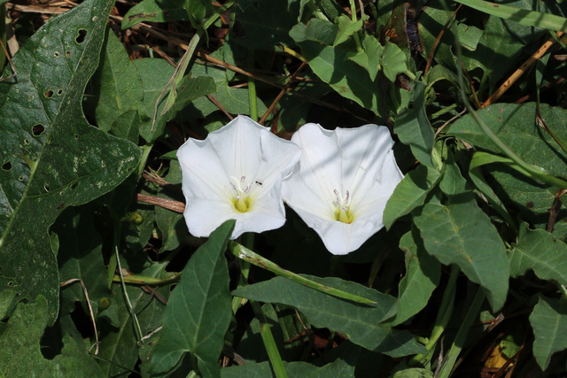 Convolvulus arvensis