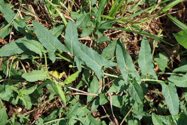 Convolvulus arvensis - leaves