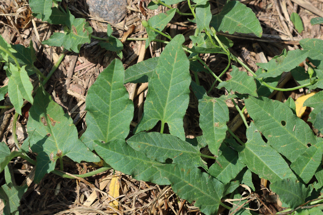 Convolvulus arvensis - leaves