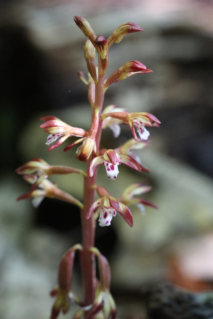 Corallorhiza maculata