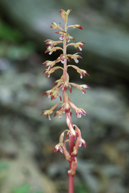 Corallorhiza maculata