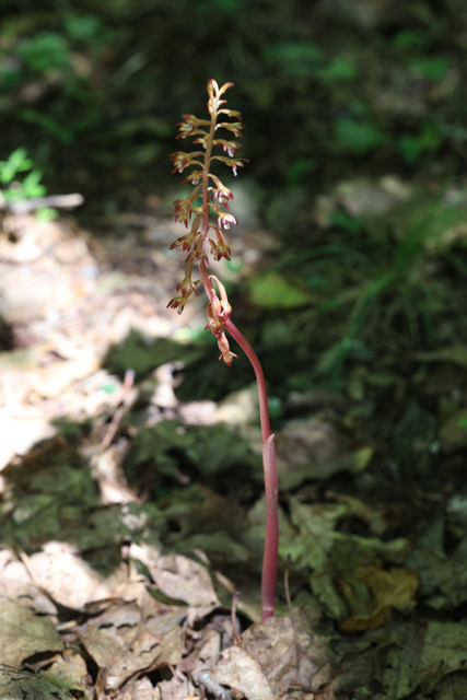 Corallorhiza maculata - plant