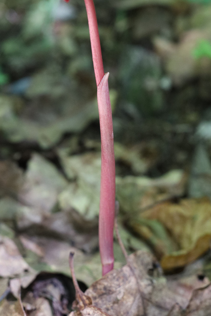 Corallorhiza maculata - stem