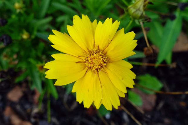 Coreopsis lanceolata