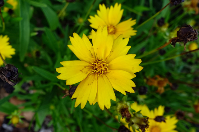 Coreopsis lanceolata