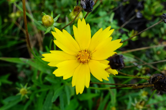 Coreopsis lanceolata