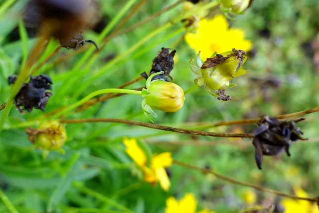 Coreopsis lanceolata