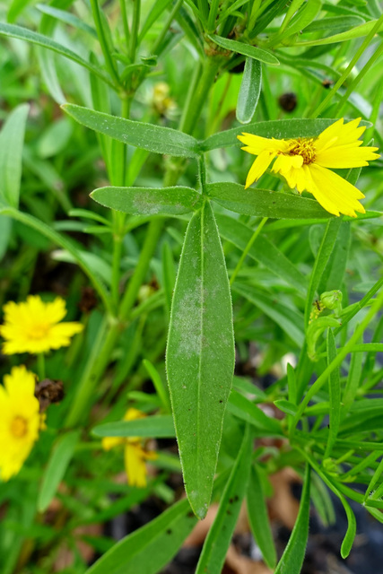 Coreopsis lanceolata - leaves