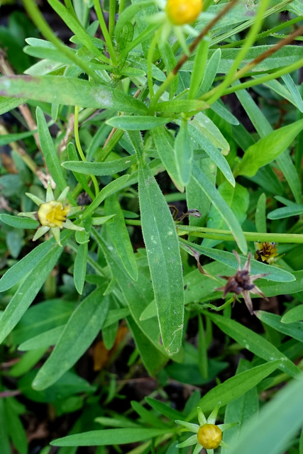 Coreopsis lanceolata - leaves