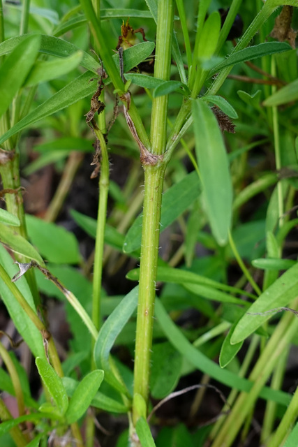 Coreopsis lanceolata - stem