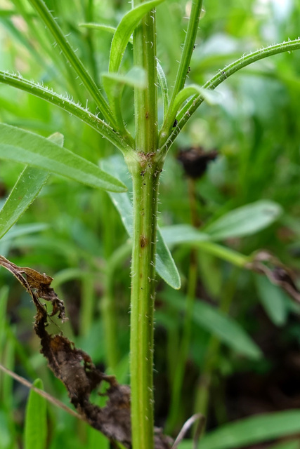 Coreopsis lanceolata - stem