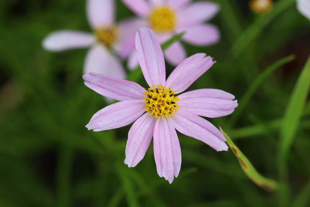 Coreopsis rosea