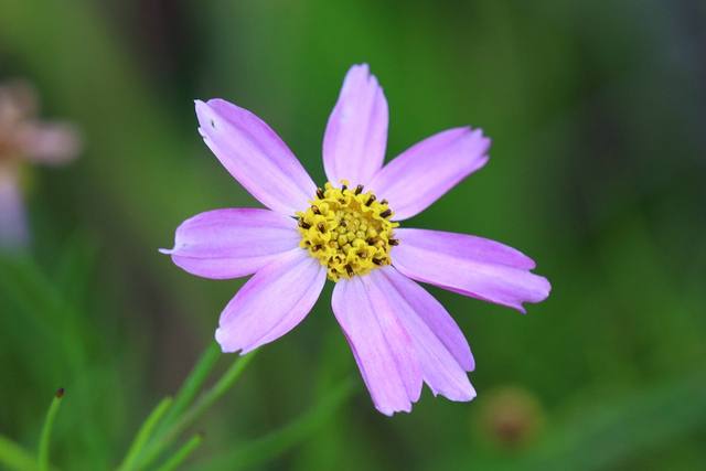 Coreopsis rosea