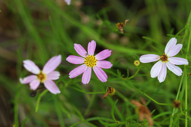 Coreopsis rosea