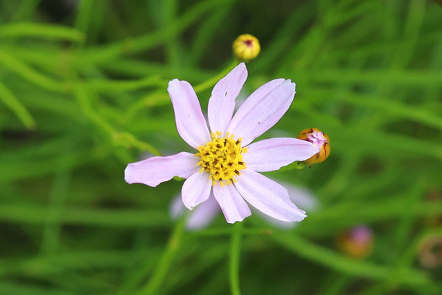 Coreopsis rosea