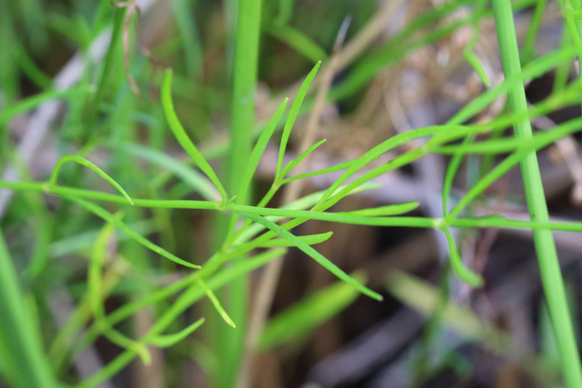 Coreopsis rosea - leaves