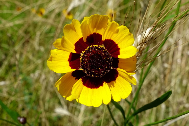 Coreopsis tinctoria